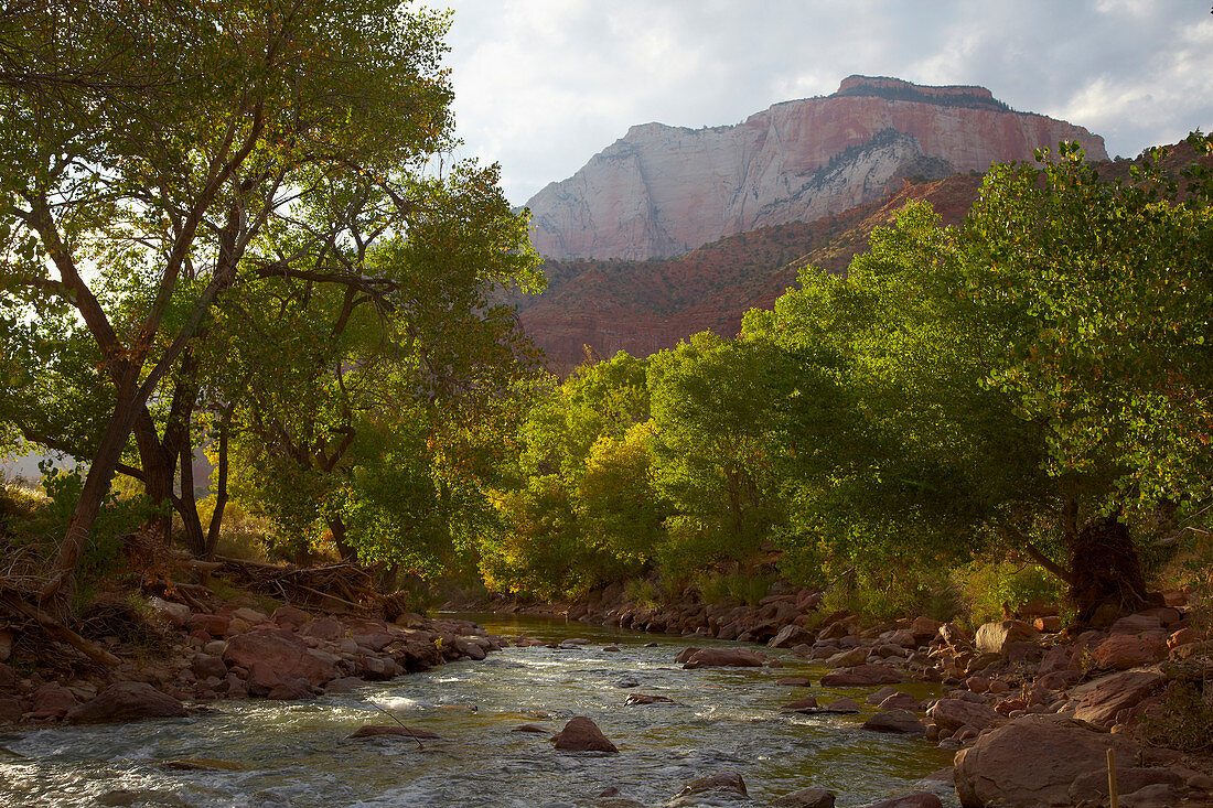 View at Virgin River and West Temple near Springdale , Zion National Park , Utah , Arizona , U.S.A. , America