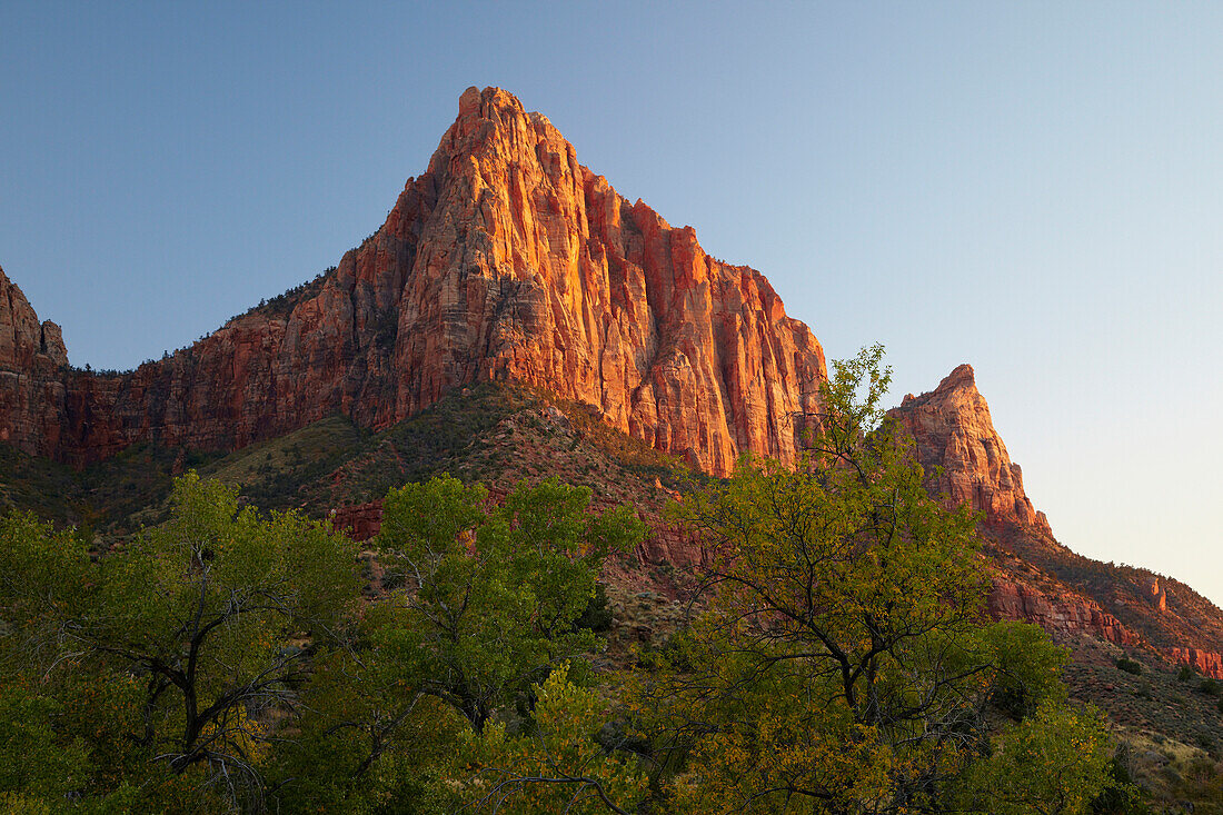 View  at the  <Watchman> from Pa' rus Trail , Zion National Park , Utah , Arizona , U.S.A. , America