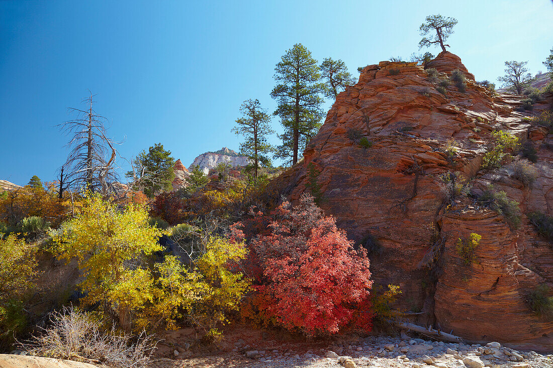 Herbst an der Checkerboard Mesa , Zion National Park , Utah , U.S.A. , Amerika