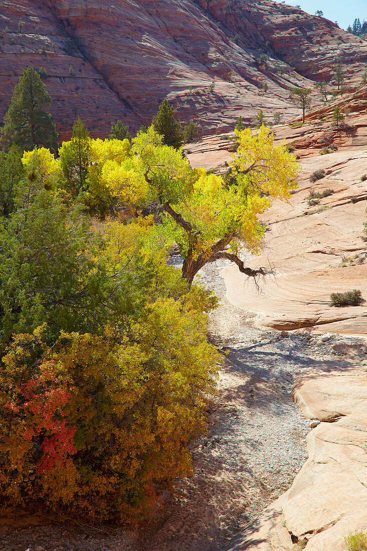 Autumn at the Checkerboard Mesa , Zion National Park , Utah , Arizona , U.S.A. , America