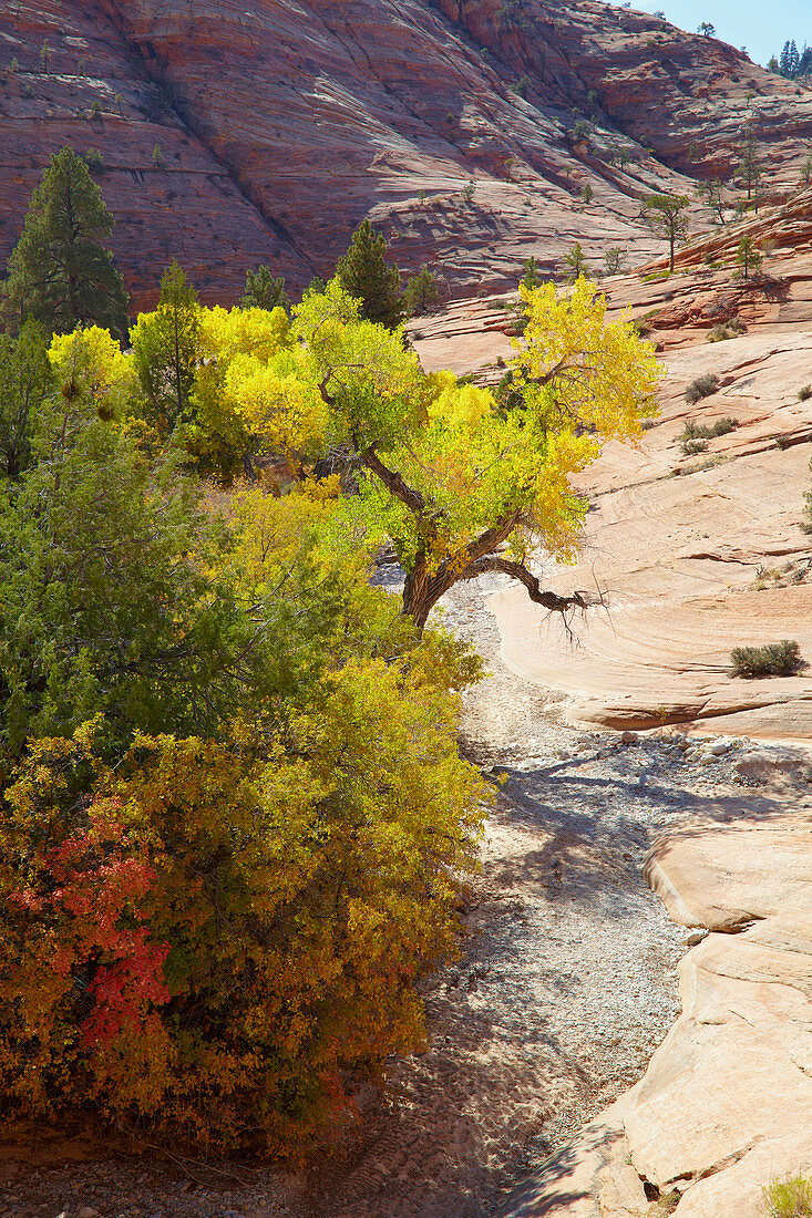 Herbst an der Checkerboard Mesa , Zion National Park , Utah , U.S.A. , Amerika