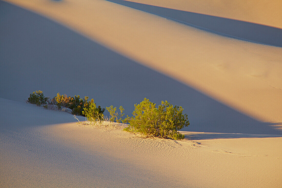 View over Mesquite Flat Sand Dunes at Stovepipe Wells Village , Death Valley National Park , California , U.S.A. , America