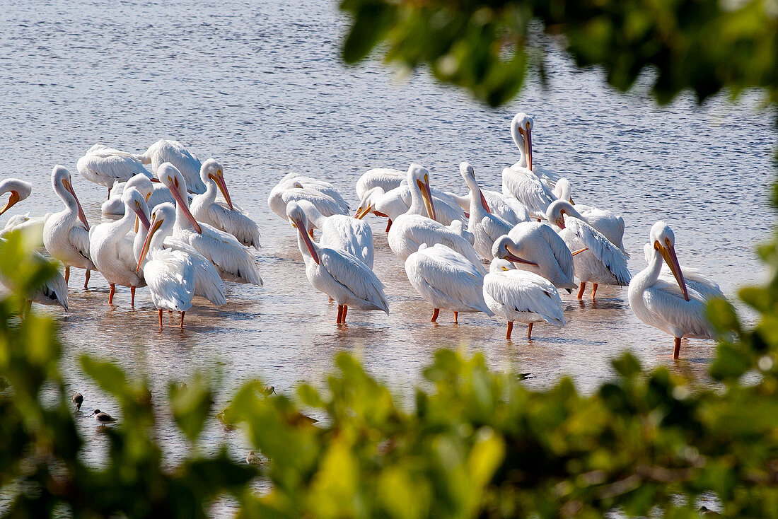Flock of white pelicans wading along Sanibel Island, Florida, USA