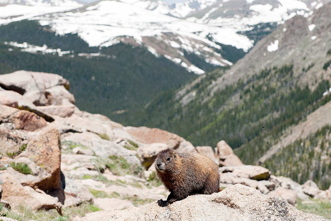 Yellow.bellied marmot (Marmota flaviventris), Rocky Mountain National Park, Colorado, USA