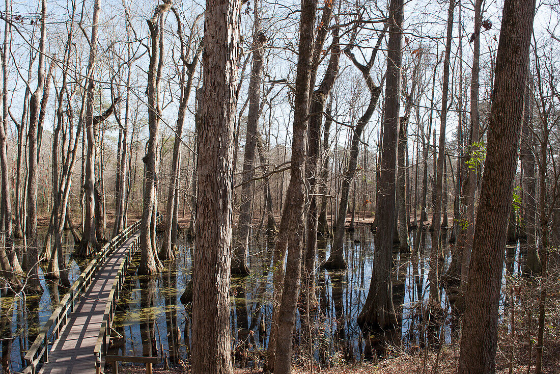 Footbridge through swamp