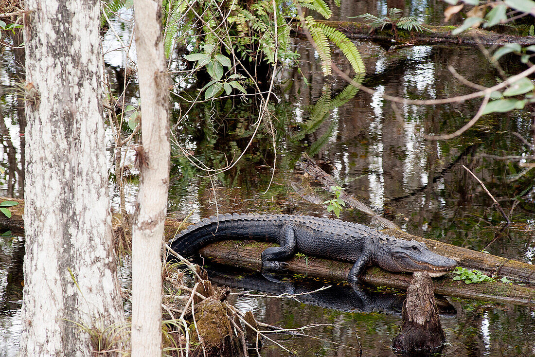 Alligator resting on tree trunk in Everglades National Park, Florida, USA