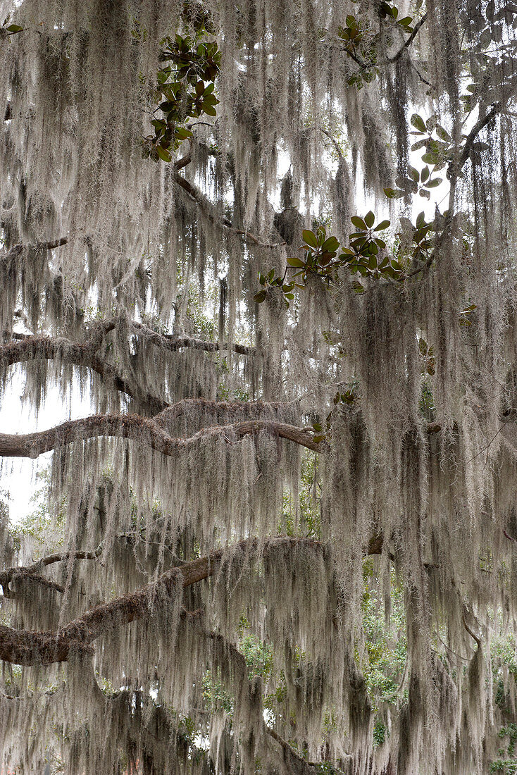 Spanish moss hanging on live oak branches