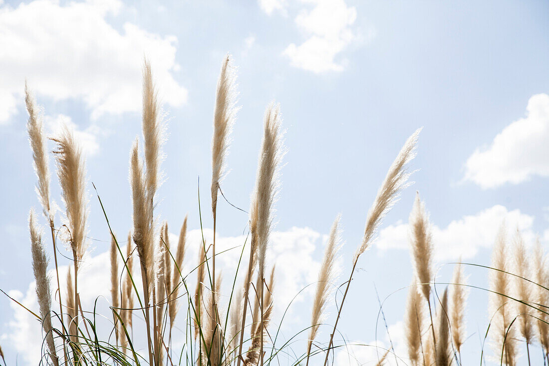 Tall grass against blue sky dotted with clouds