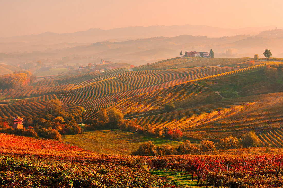 Barolo hils at sunset. europe. piedmont. cuneo district. langhe. barolo