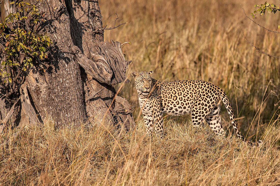 A solitary leopard roaming through the savannah Moremi National Park in Botswana Africa