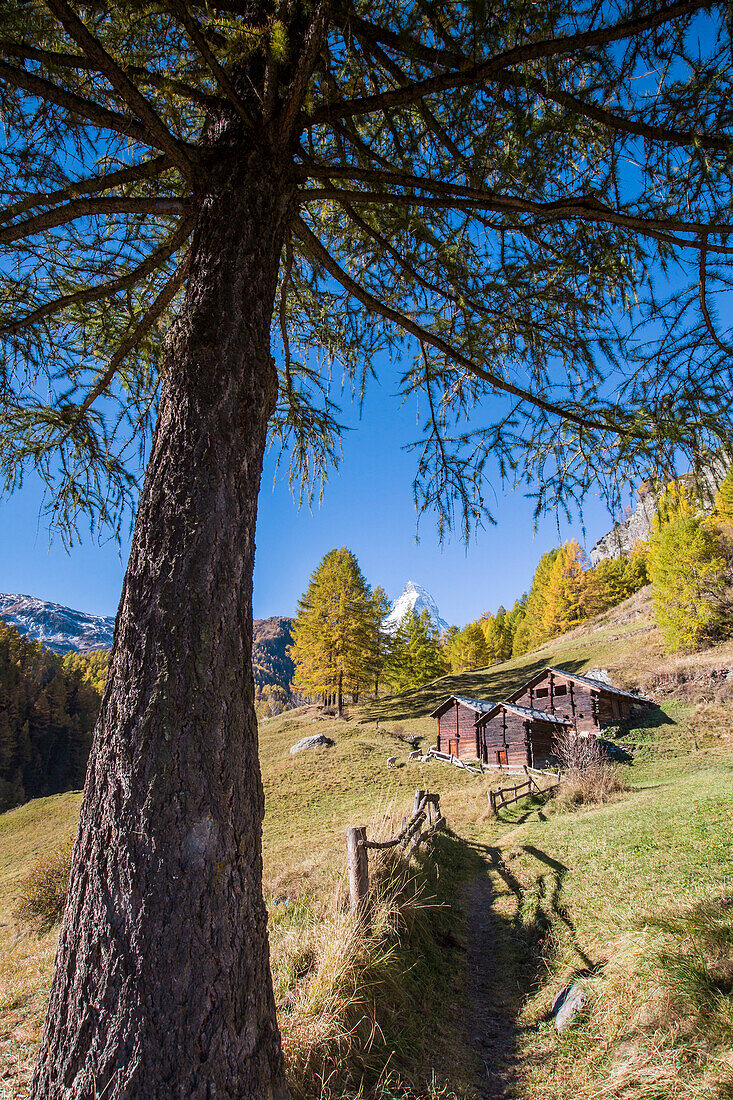 Huts on the pastures of Zermatt surrounded by yellowed larches and the Matterhorn. Switzerland. Europe