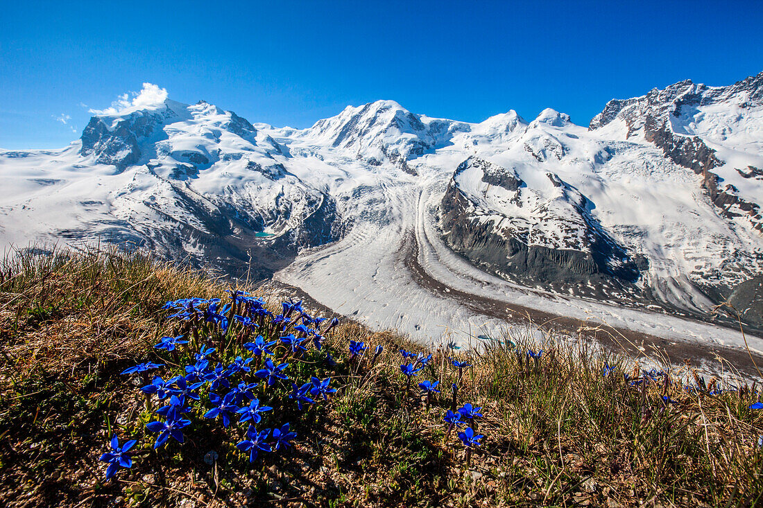 Flower at Gornegrat, in the background the Monte Rosa group, Liskamm, Pollux, Castore, Dufour peak et the Lis glacier