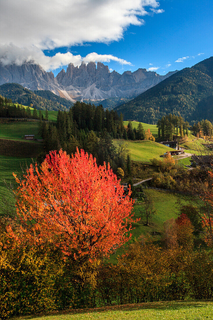 Autumn colors a Santa Magdalena in Funes valley, Trentino Alto Adige, Italy