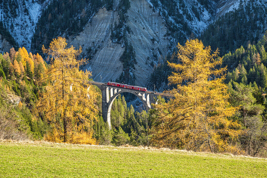 Bernina Express passes through Wiesner Viadukt surrounded by colorful woods Canton of Graub??nden Switzerland Europe