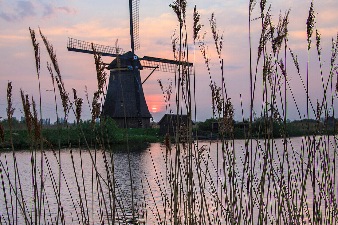 Corn ears frame the windmill reflected in the canal at dawn Kinderdijk Rotterdam South Holland Netherlands Europe