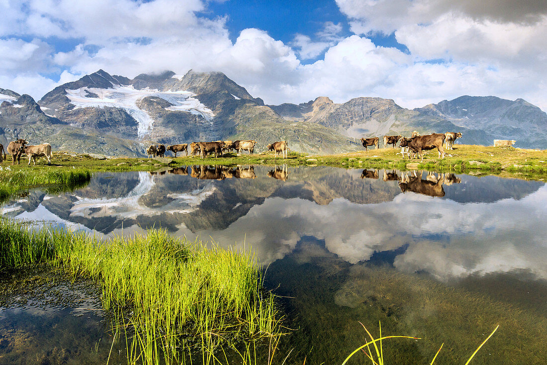 Cows on the shore of the lake where high peaks and clouds are reflected Bugliet Valley Bernina Engadine Switzerland Europe