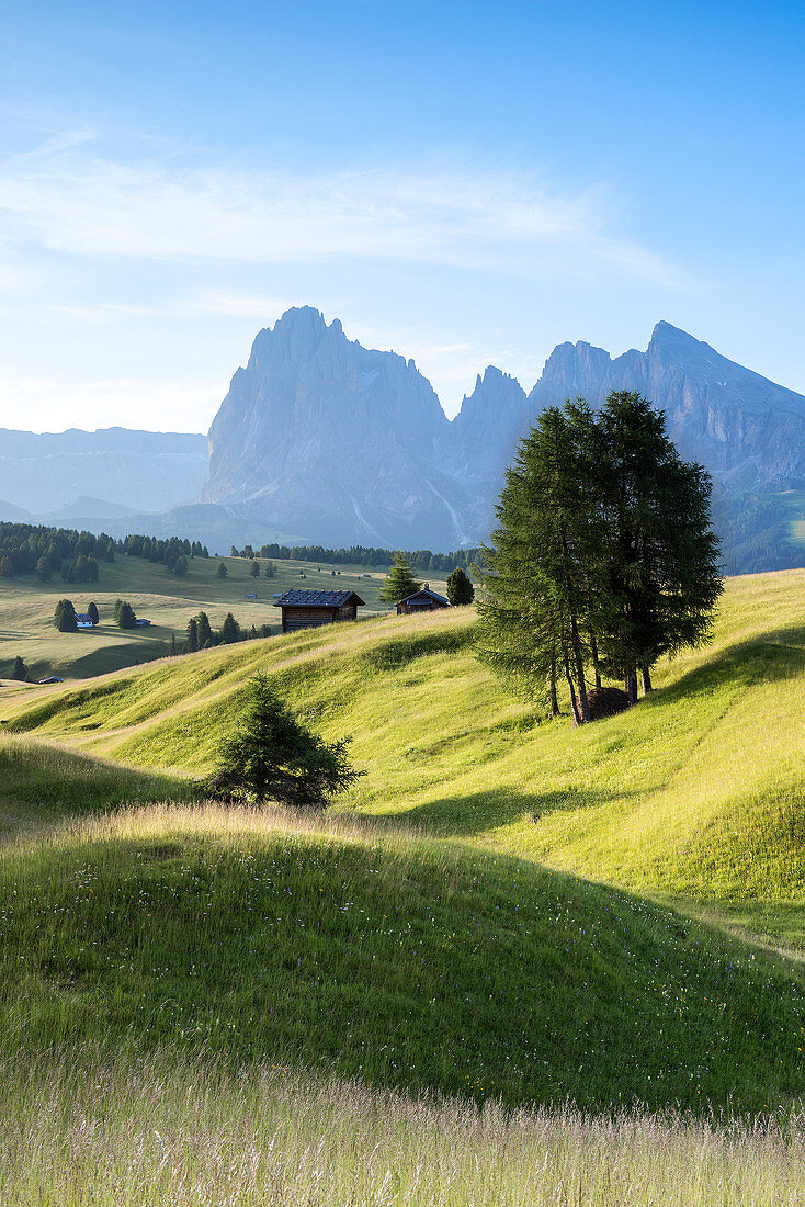 Alpe di Siusi/Seiser Alm, Dolomites, South Tyrol, Italy. Summer landscape on the Alpe di Siusi/Seiser Alm with the peaks of Sassolungo / Langkofel and Sassopiatto / Plattkofel