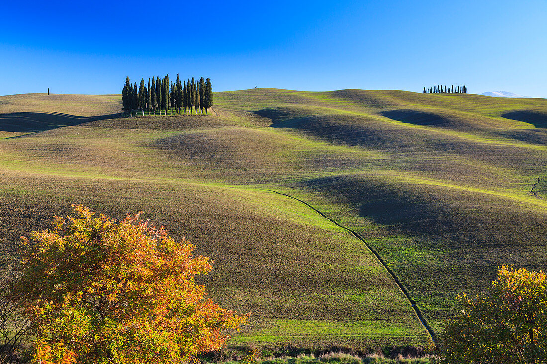 Cypresses in San Quirico d' Orcia, Orcia Valley, Siena Province, Tuscany, Italy, Europe