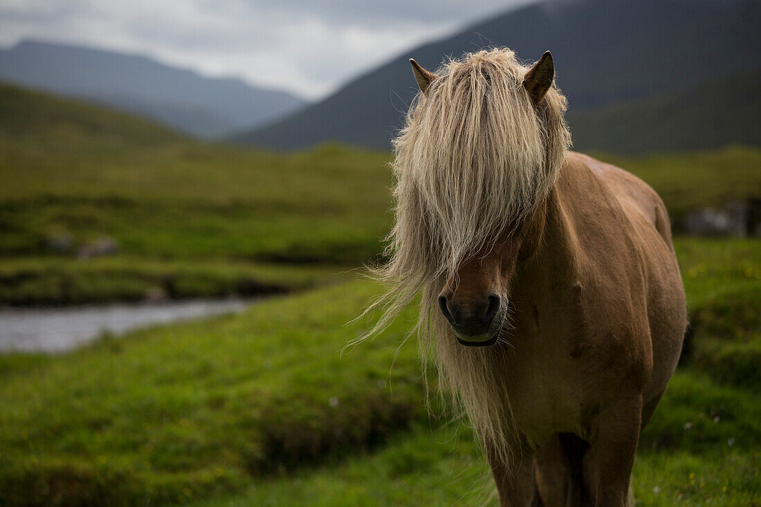 Europe, Faroe Islands, Streymoy, Wild horse