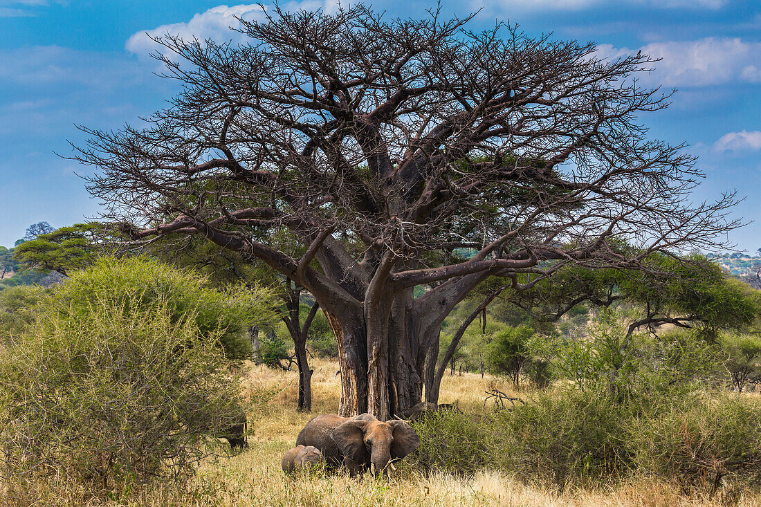 Elephant near a baobab tree in Tarangire National Park, Tanzania, Africa