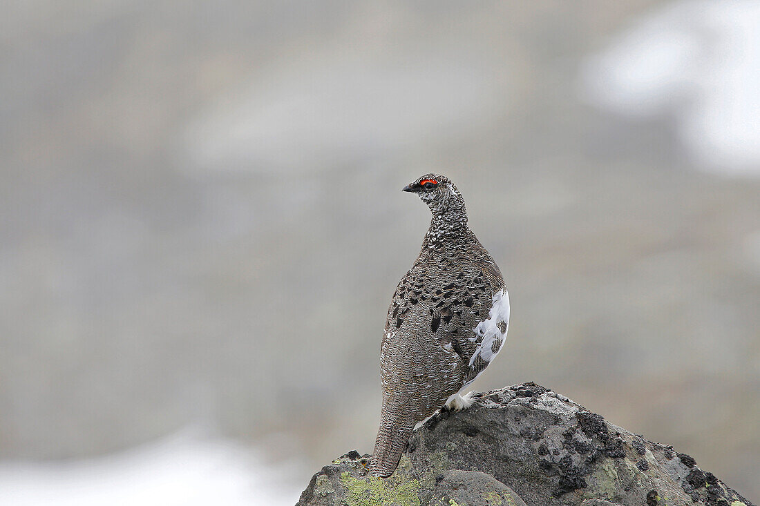 Stelvio National Park, Lombardy, Italy.Ptarmigan