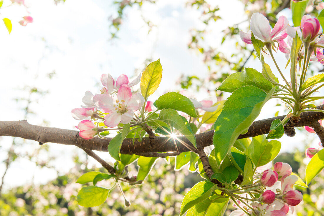 Europe, Italy, Trentino Alto Adige, Non Valley, apple blossoms in springtime.