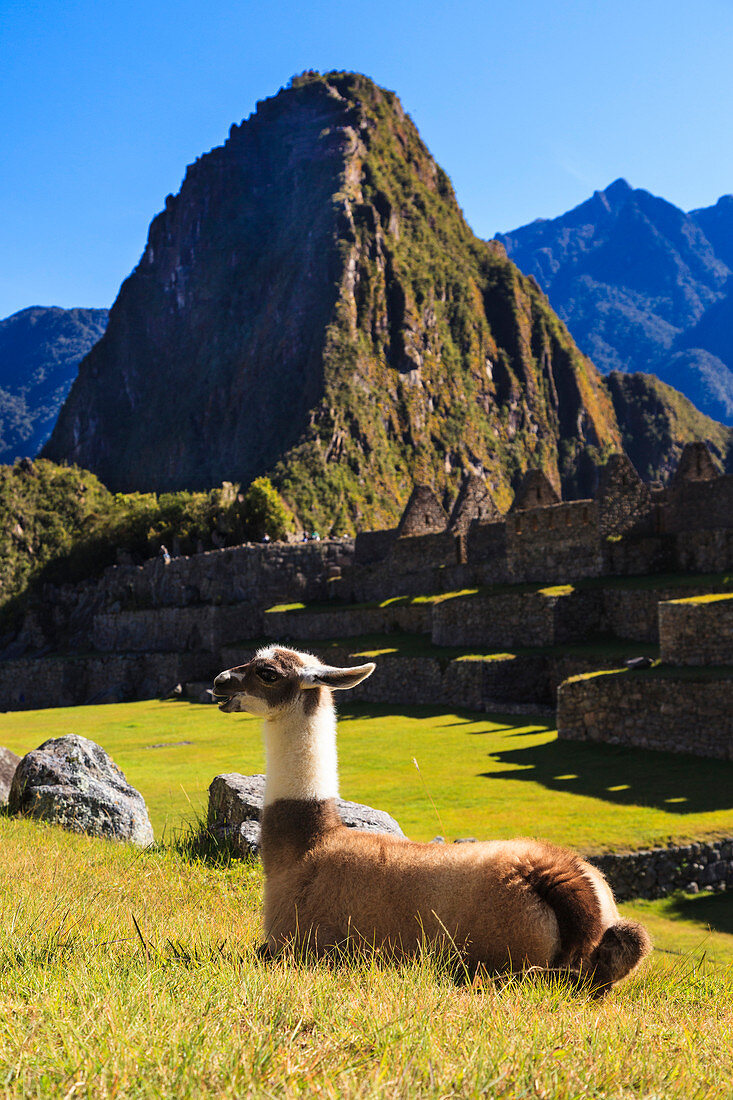 Llama at the iconic archeological site of Machu Picchu in the Cusco Region, Urubamba Province, Machupicchu District, Peru, South America