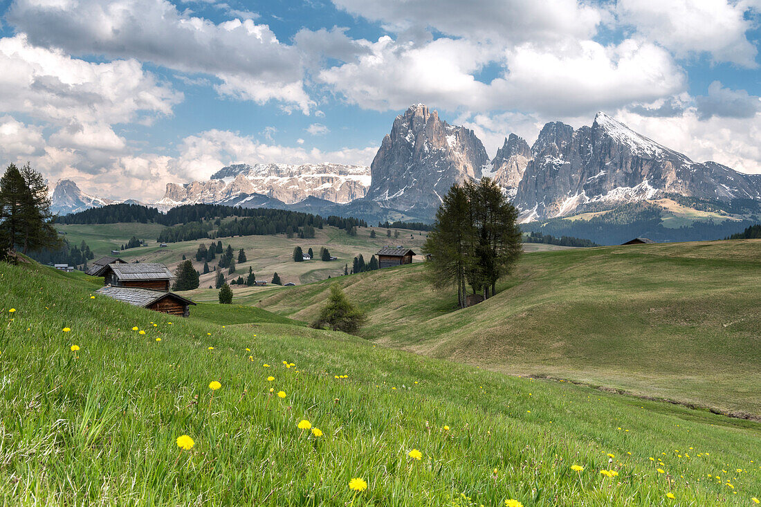 Alpe di Siusi/Seiser Alm, Dolomites, South Tyrol, Italy. Spring on the Alpe di Siusi with the peaks of Sassolungo/Langkofel and Sassopiatto / Plattkofel