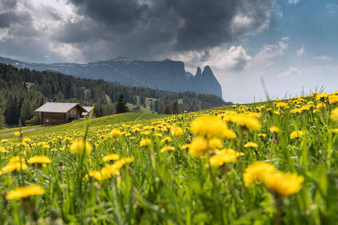 Alpe di Siusi/Seiser Alm, Dolomites, South Tyrol, Italy. Spring on the Alpe di Siusi