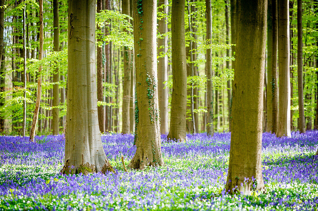 Hallerbos, beech forest in Belgium full of blue bells flowers.