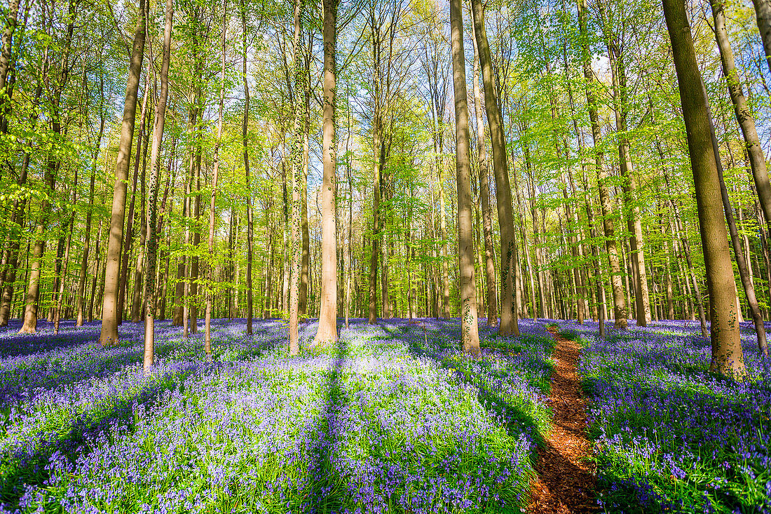 Hallerbos, beech forest in Belgium full of blue bells flowers.