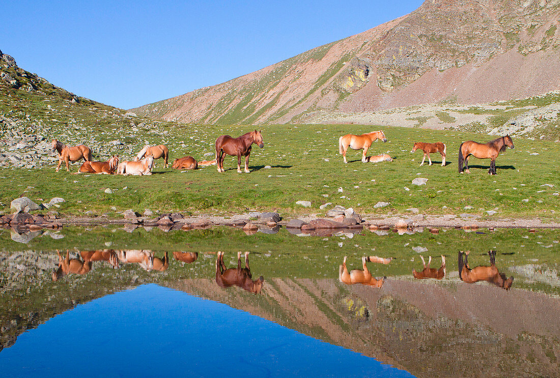 Horses reflected in a small puddle during summer. Valtellina - Lombardy - Italian Alps
