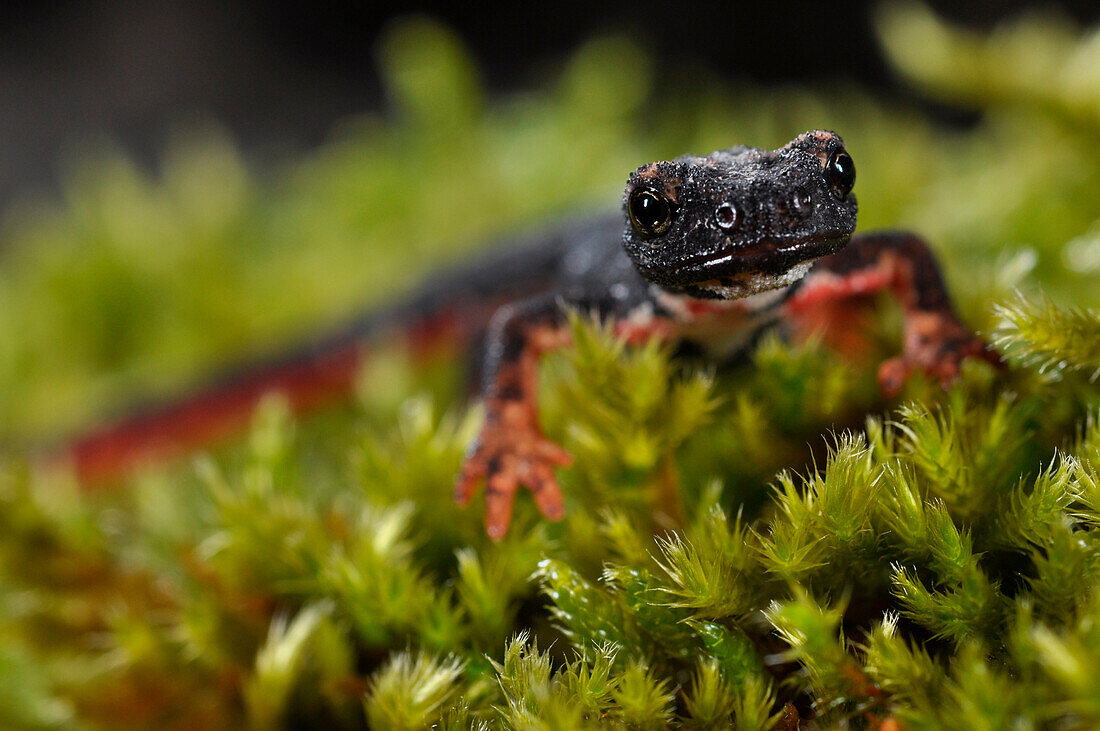 Specimen of salamander, Spectacled salamander.