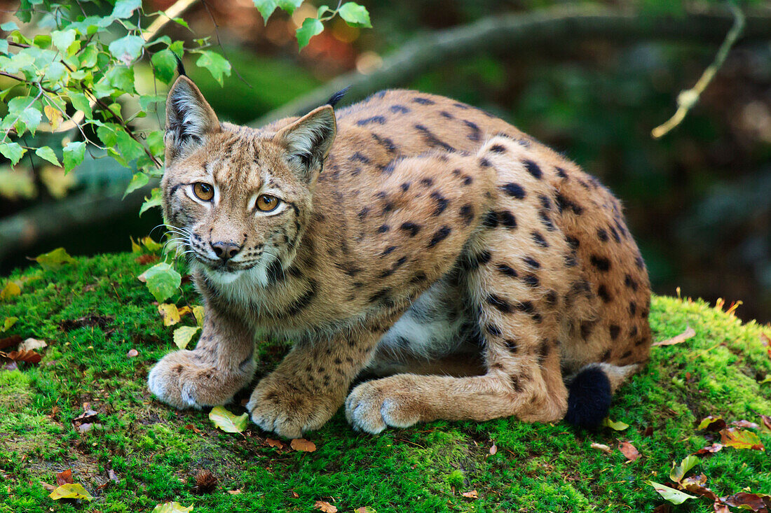 Eurasian lynx (Lynx lynx)