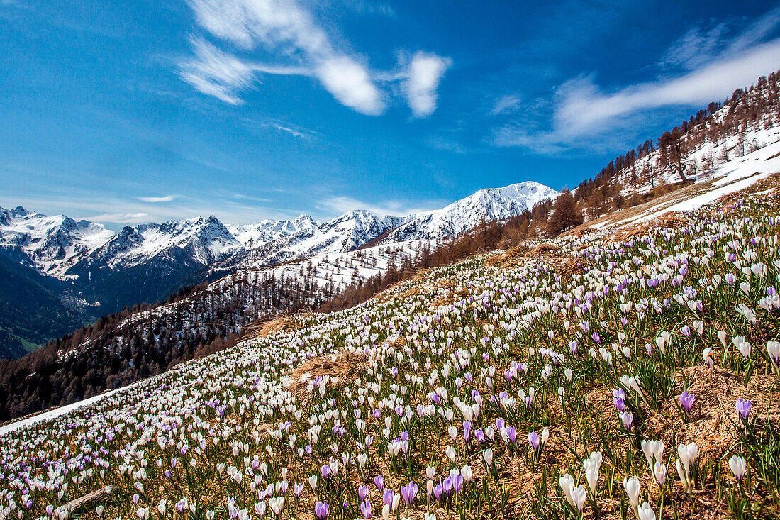 Spring flowering crocus at Alpe Culino in Valgerola with views of the snow covered peaks. Rasura. Valgerola. Orobie Alps. Lombardy. Italy. Europe