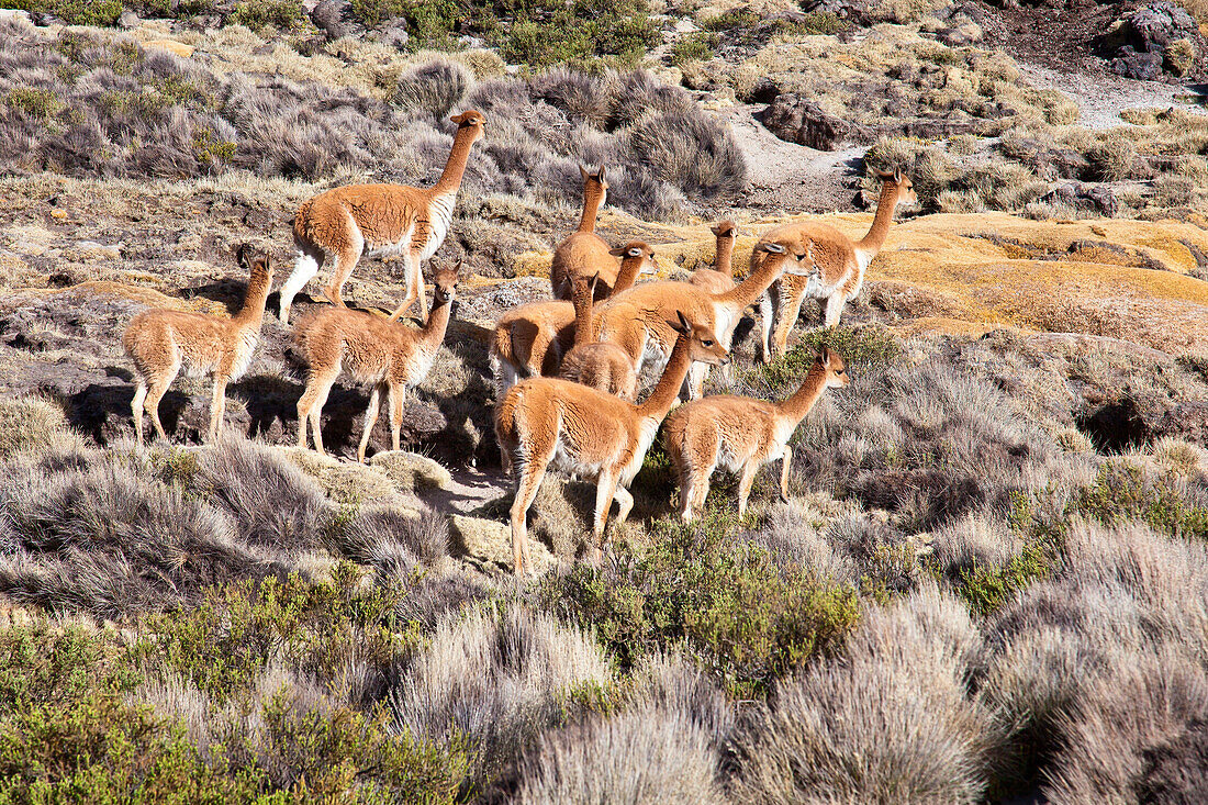 Group of wild vicunas in a desert area of the Lauca National Park. Chile. South America