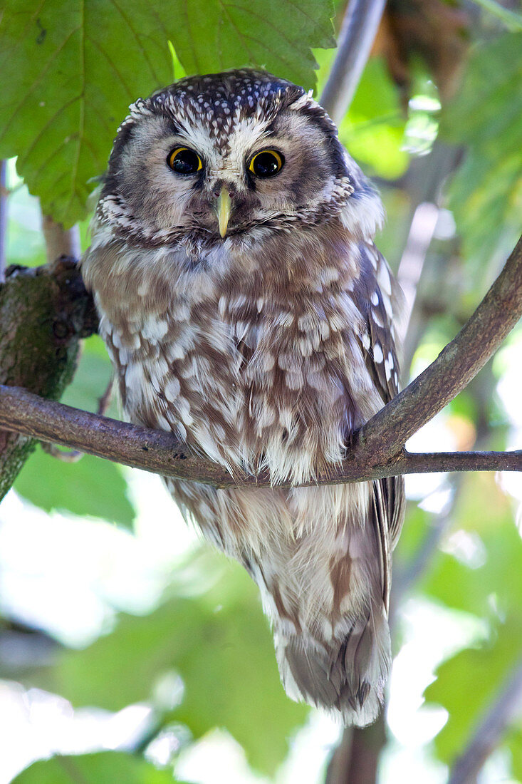 The boreal owl (Aegolius funereus) is a nocturn bird of prey that lives in the woods in the alps. Park of Baviera Bayerischewald. Germany Europe