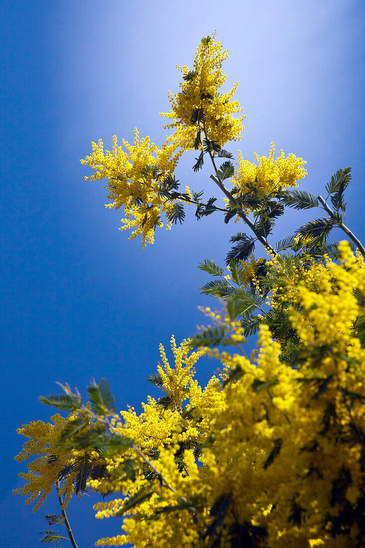 Acacia dealbata (known as silver wattle, blue wattle or mimosa) is a species of Acacia. Lombardy Italy Europe