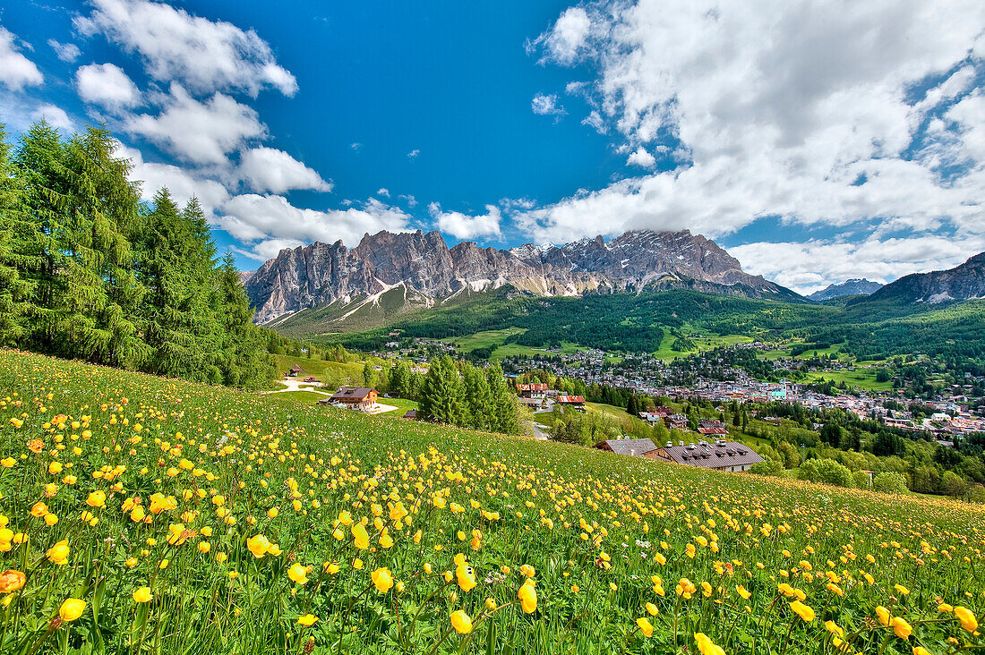 Trollius europaeus or globe-flower blooming in the valley of Cortina d'Ampezzo with the majestic Mount Cristallo in the background, Dolomites, Trentino Alto Adige Italy Europe