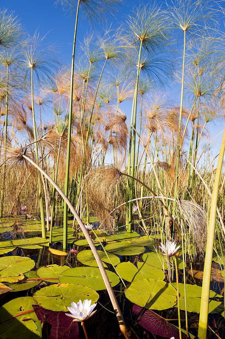 Botswana, North-west district, Okavango Delta listed as World Heritage by UNESCO, papyrus