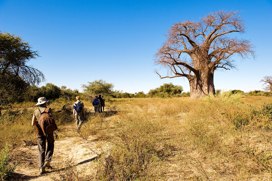 Botswana, North-west District, the Okavango Delta listed as World Heritage by UNESCO, walking safari