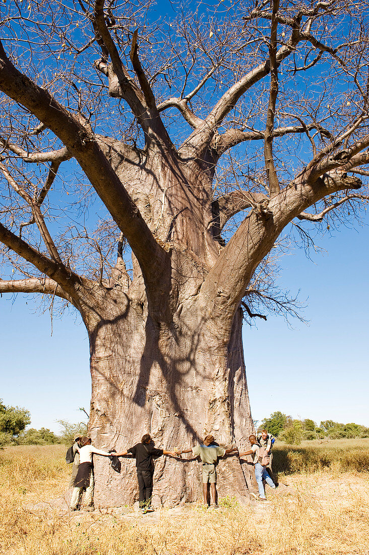 Botswana, North-west district, Okavango Delta listed as World Heritage by UNESCO, baobab
