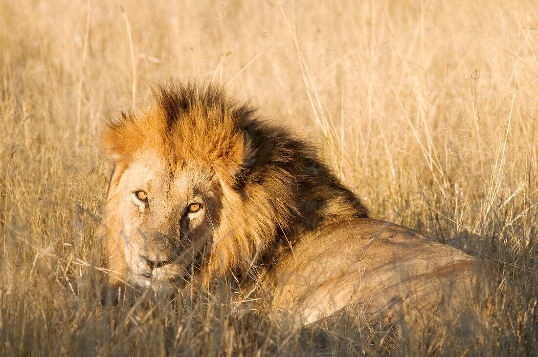 Botswana, North-west district, Chobe National Park, Savuti arid region, lion