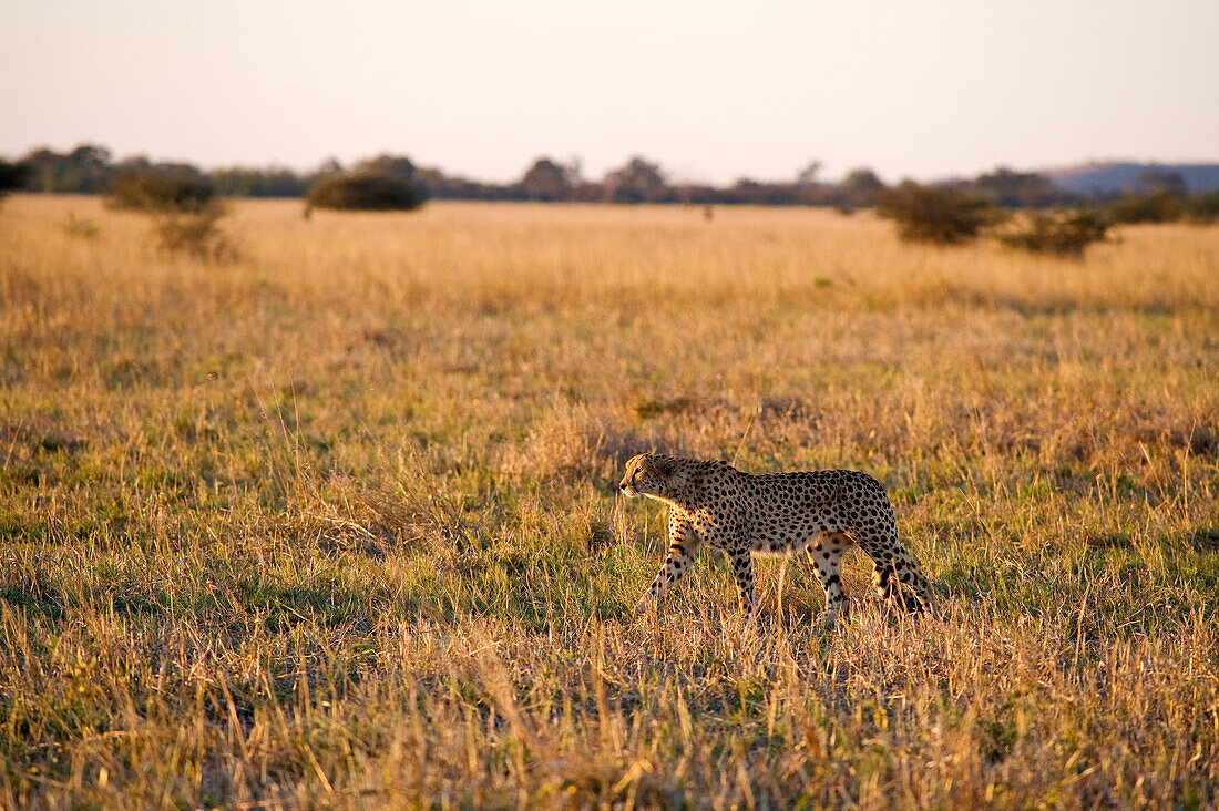 Botswana, North-west district, Chobe National Park, Savuti arid region, cheetah chasing