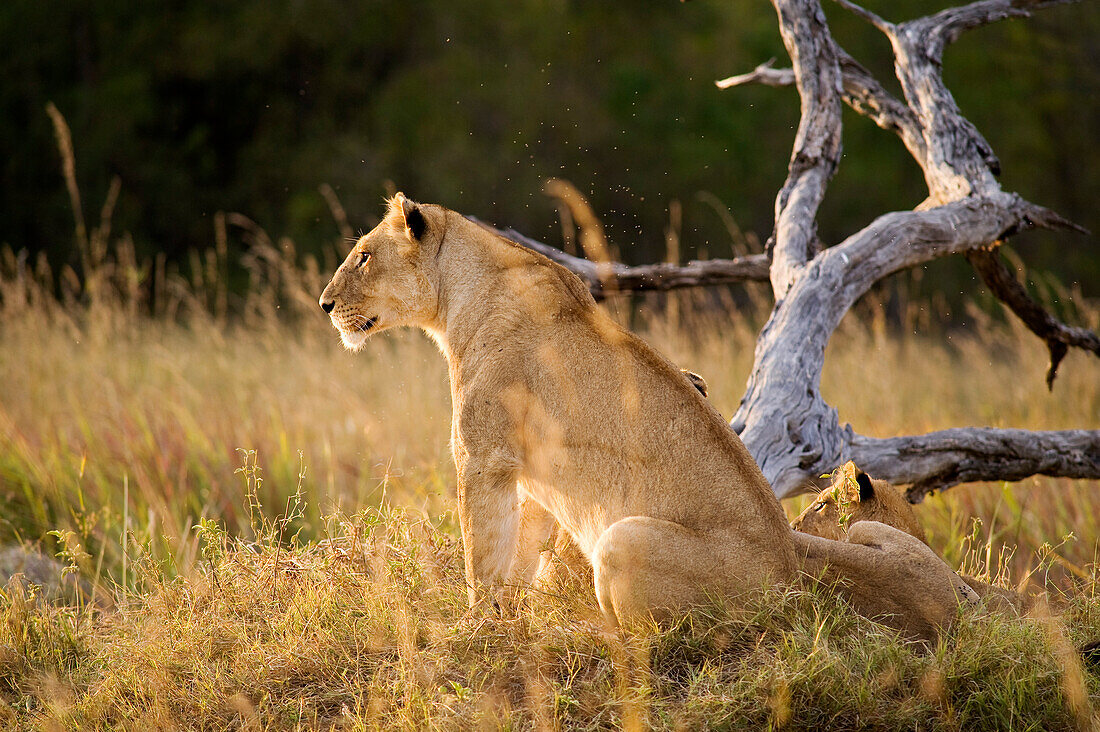 Botswana, North-west district, Chobe National Park, Savuti arid region, lioness