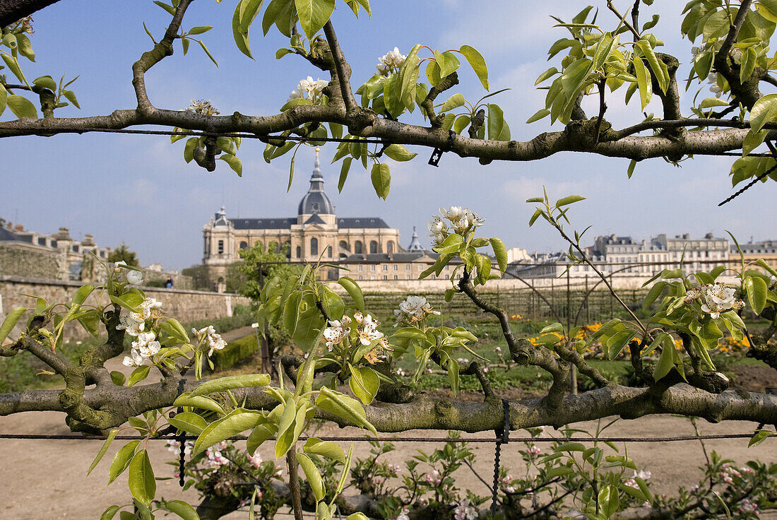 France, Yvelines, Chateau de Versailles Park, listed as World Heritage by UNESCO, kitchen garden of the king realised by Jean-Baptiste de La Quintinie in 1683, Saint Louis Cathedral in the background