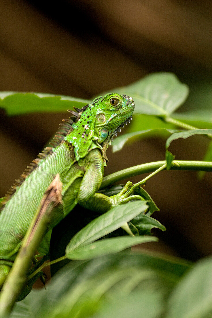 Costa Rica, Limon Province, north east area, Tortuguero National Park, chameleon at the canal edge