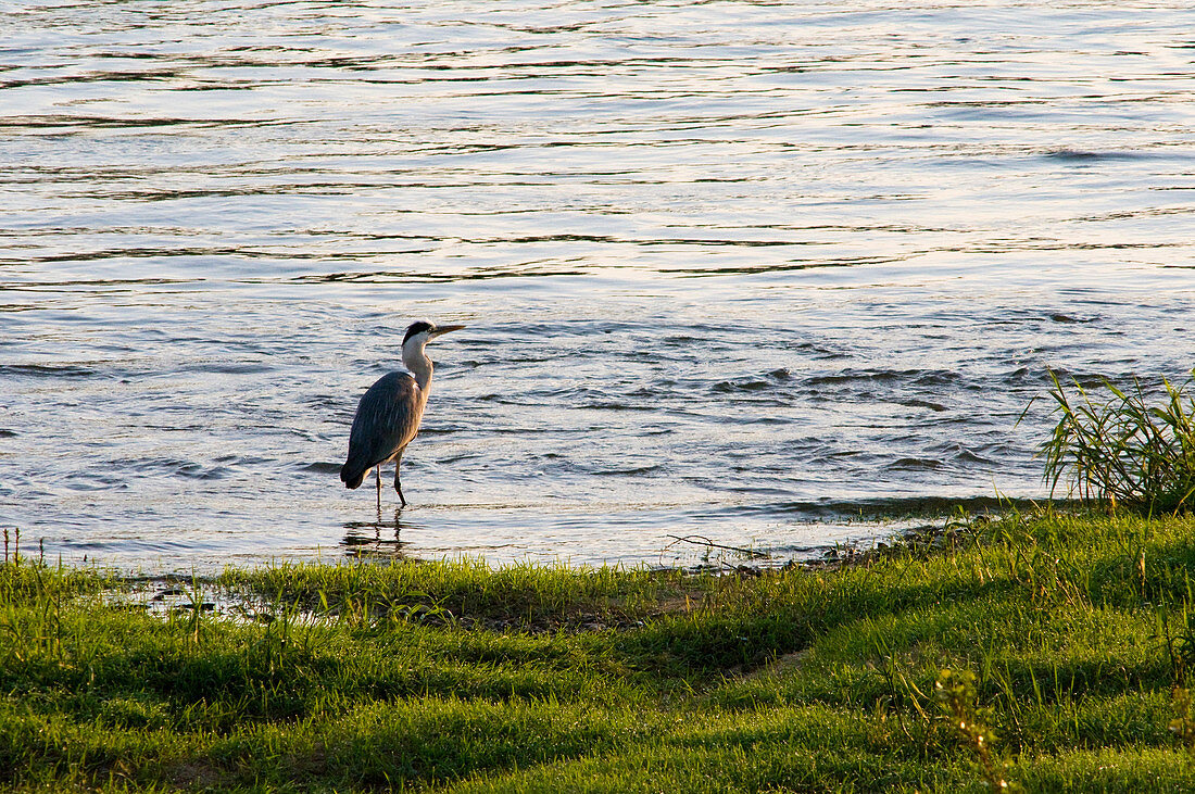 France, Indre et Loire, The River Cher, grey heron