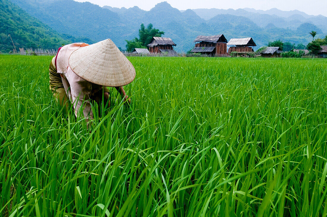 Vietnam, Hoa Binh province, Mai Chau, woman cutting with her village in the background