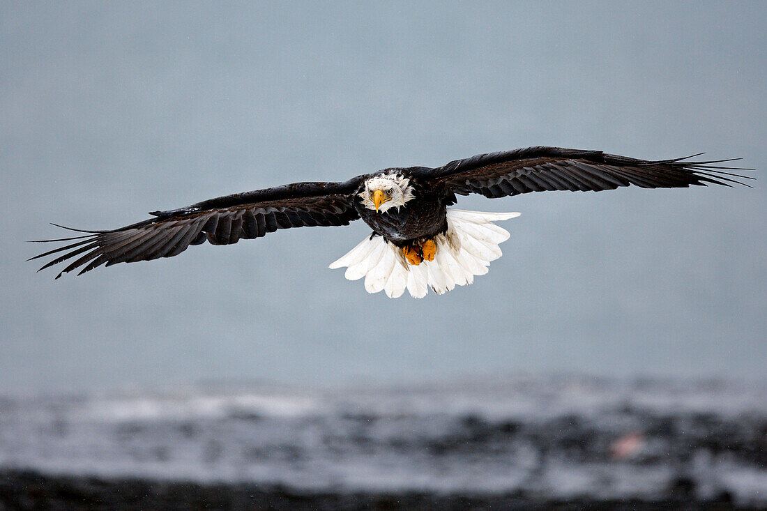 United-States, Alaska, bald eagle (Haliaeetus leucocephalus)